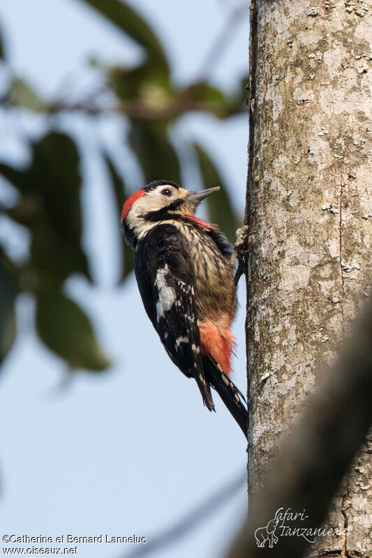 Necklaced Woodpecker male adult, identification