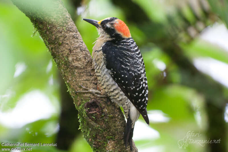 Pic de Pucheran femelle adulte, identification