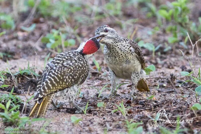 Speckle-throated Woodpecker, Reproduction-nesting