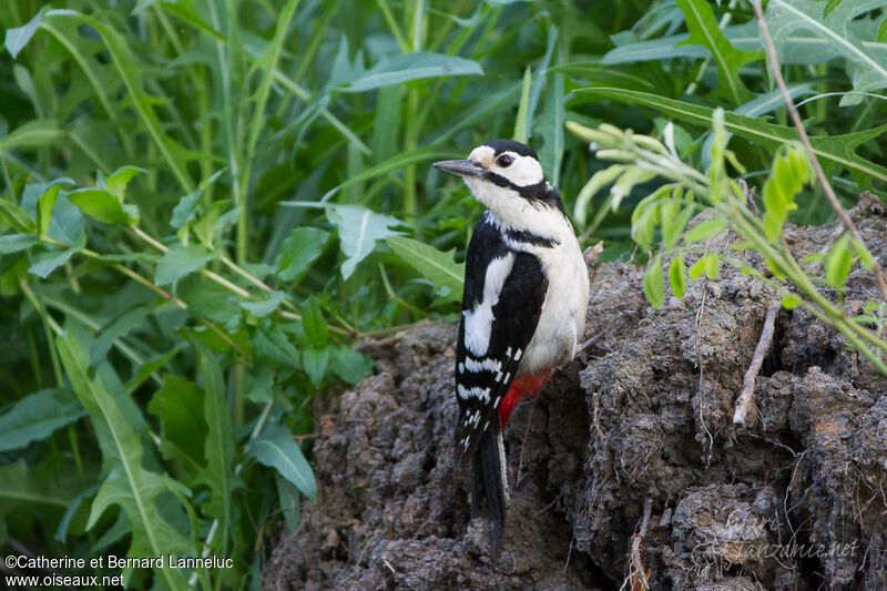 Great Spotted Woodpecker female adult, feeding habits