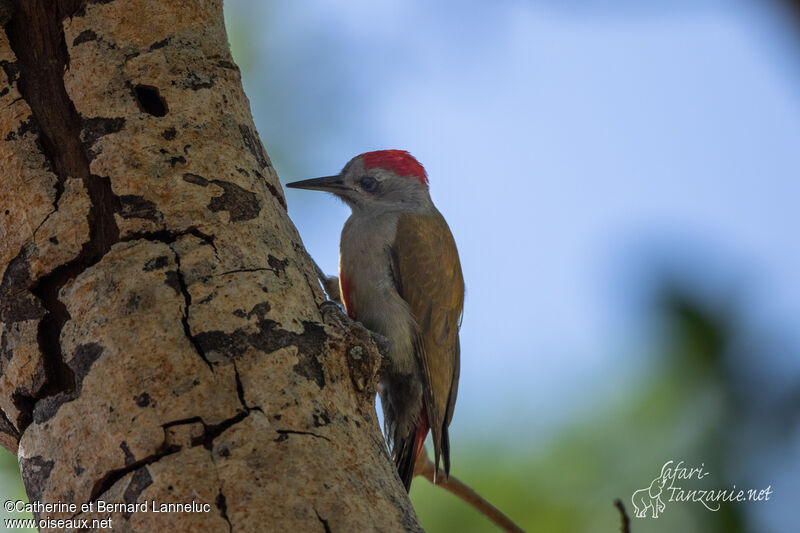 Eastern Grey Woodpecker male adult, identification