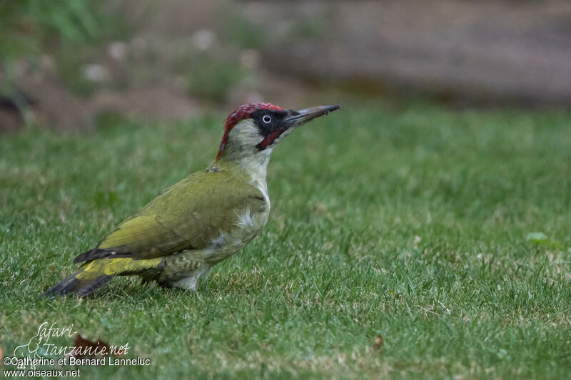 European Green Woodpecker male adult