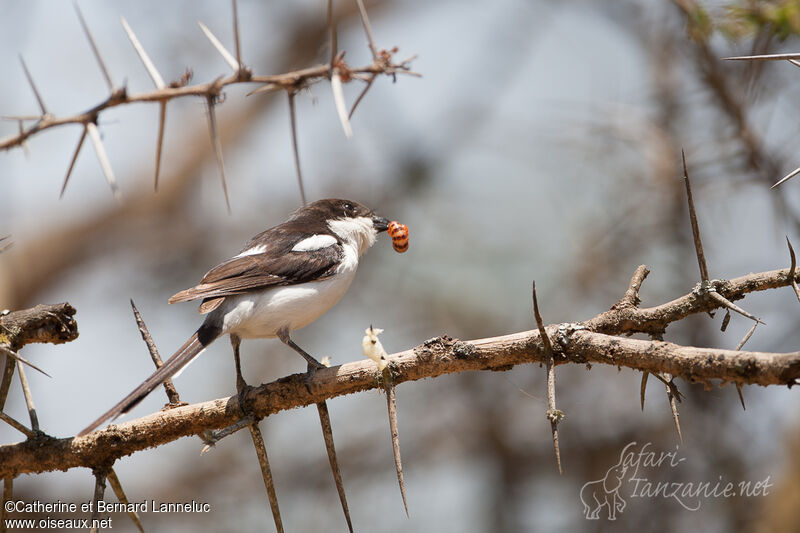 Northern Fiscaladult, feeding habits, Behaviour