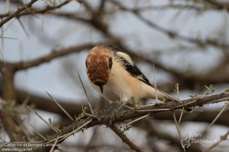 Woodchat Shrikesubadult, aspect