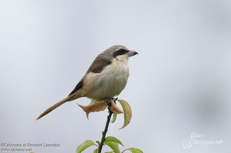 Pie-grièche bruneadulte, identification