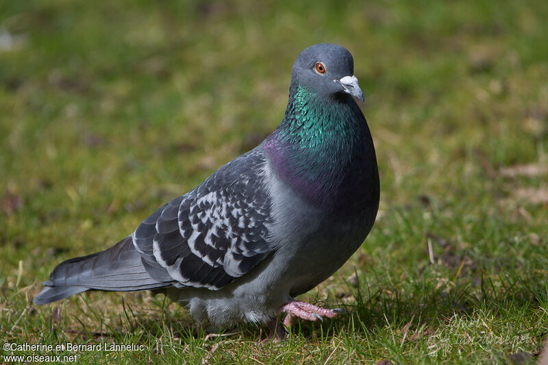 Pigeon bisetadulte