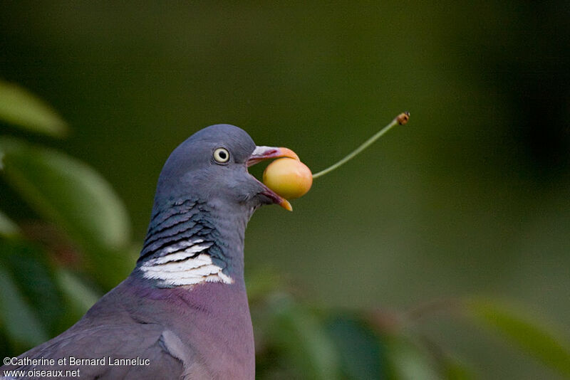 Pigeon ramier, régime