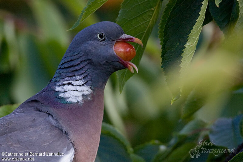 Common Wood Pigeon, feeding habits