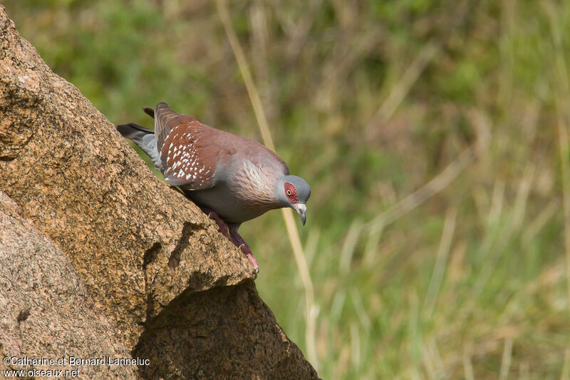 Speckled Pigeonadult, habitat