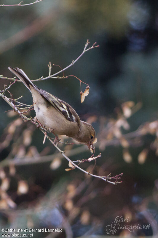 Eurasian Chaffinch female, feeding habits