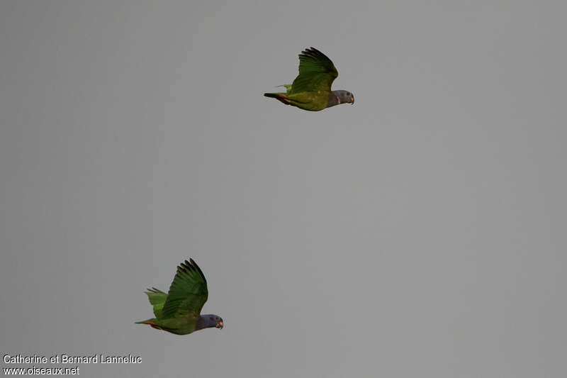 Blue-headed Parrotadult, Flight