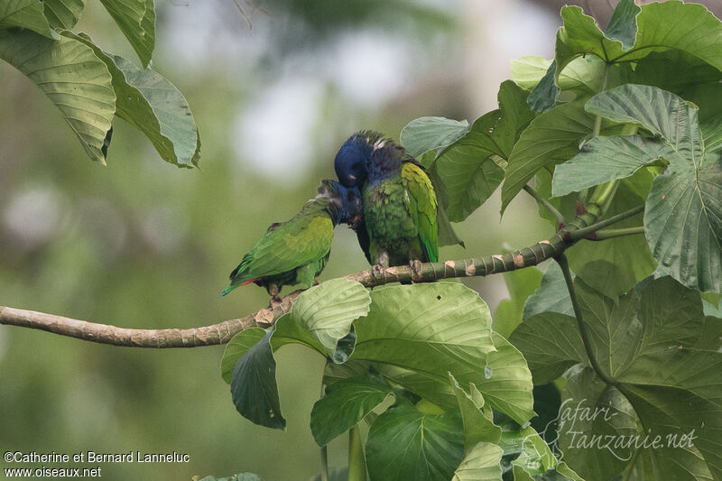 Blue-headed Parrotadult, Behaviour