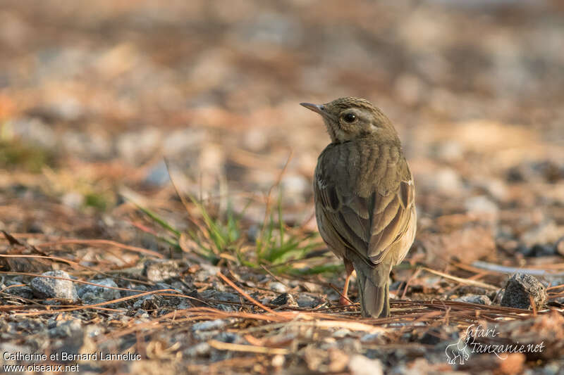 Pipit à dos oliveadulte, pigmentation