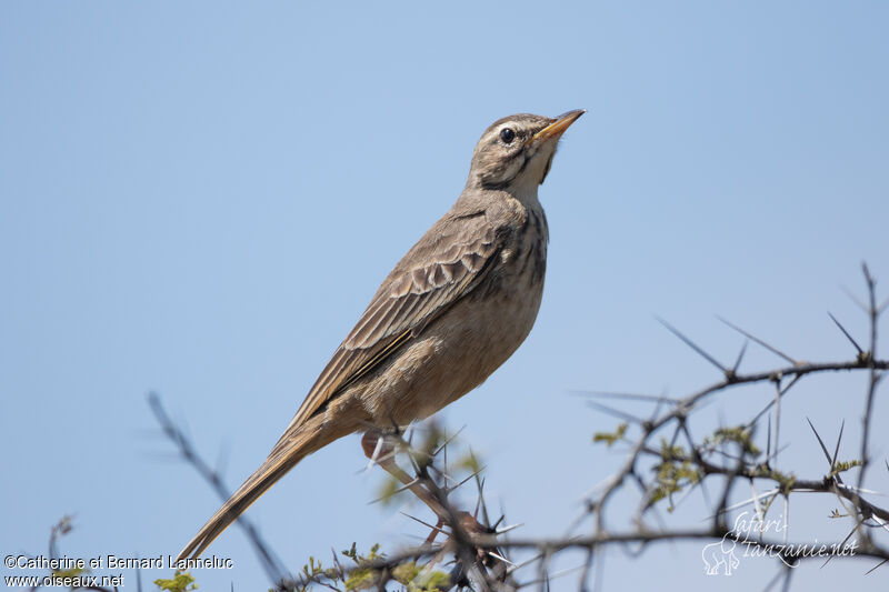 Pipit à dos uniadulte, identification