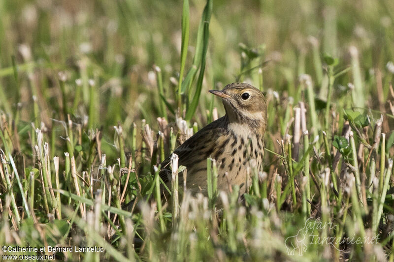 Pipit farlouse