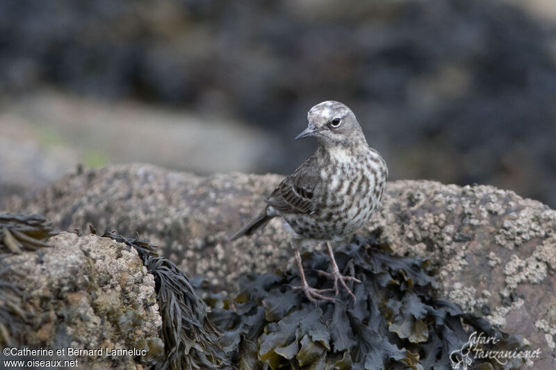 Pipit maritimeadulte