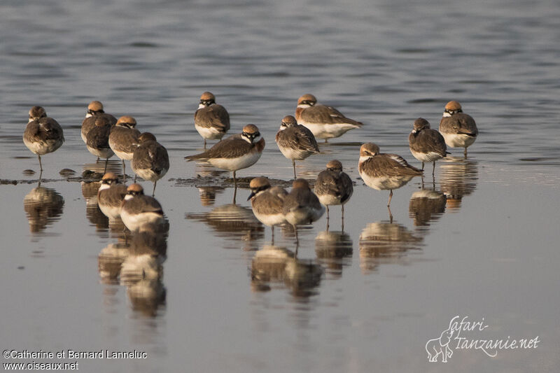 Tibetan Sand Ploveradult transition, Behaviour