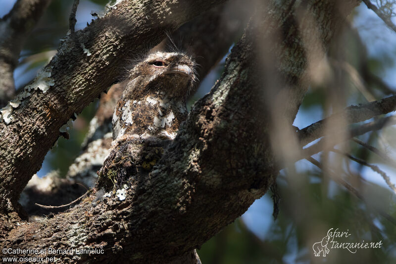 Hodgson's Frogmouth male adult, camouflage