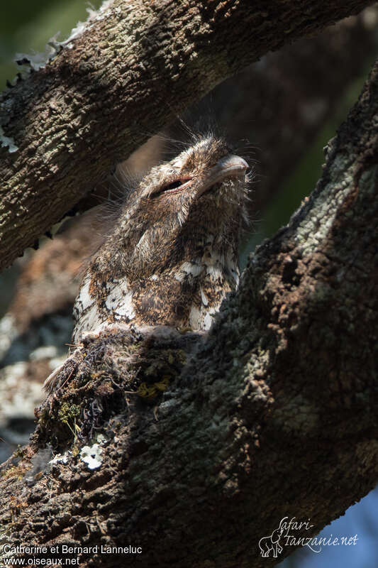 Hodgson's Frogmouth male adult, close-up portrait