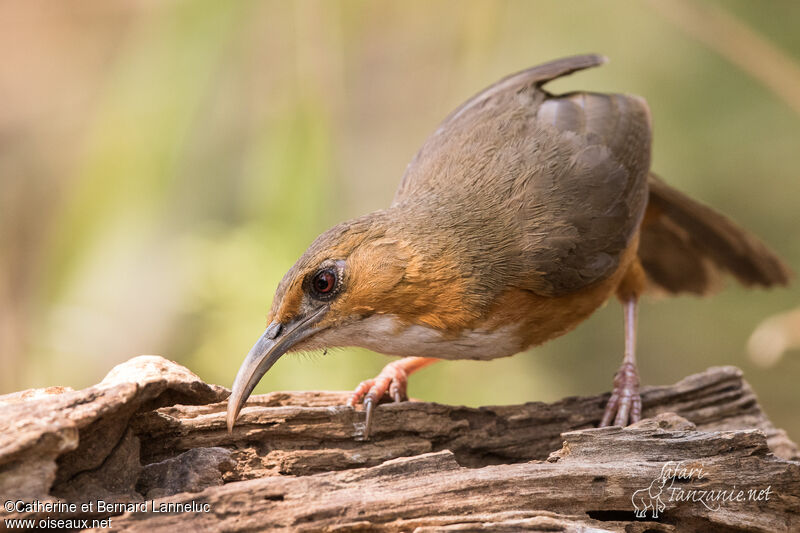 Pomatorhin à joues roussesadulte, identification