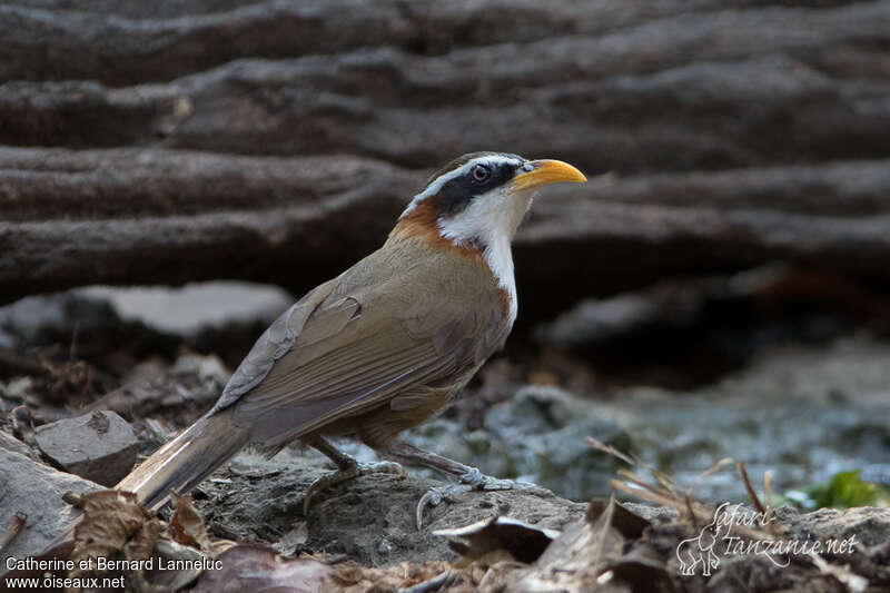 White-browed Scimitar Babbleradult, identification