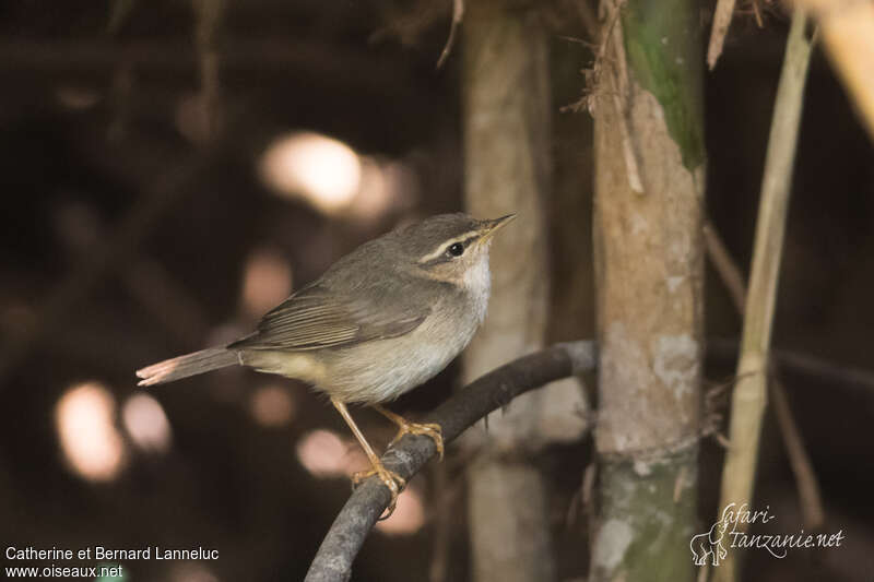 Yellow-streaked Warbleradult, identification