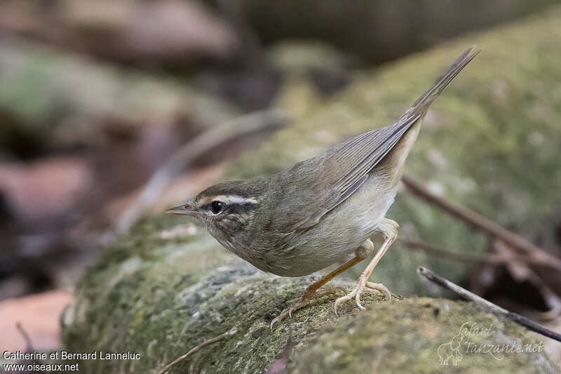 Radde's Warbleradult, identification