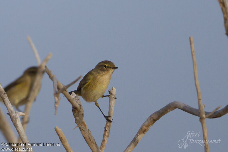 Common Chiffchaff