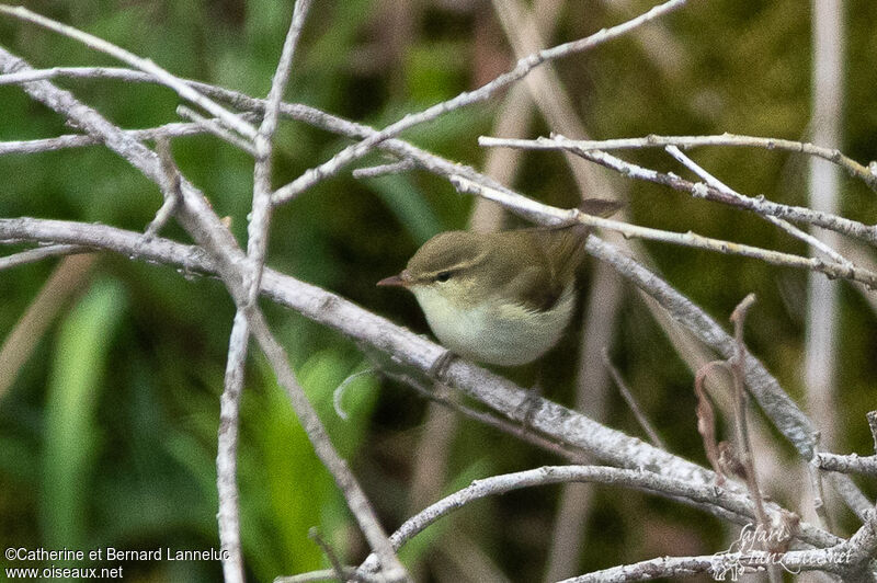 Greenish Warbleradult