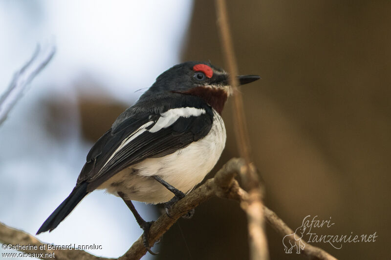 Brown-throated Wattle-eye female adult