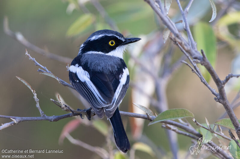 Western Black-headed Batisadult, aspect