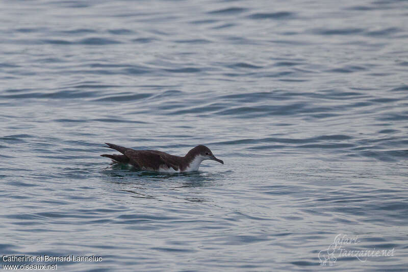 Galapagos Shearwater, identification