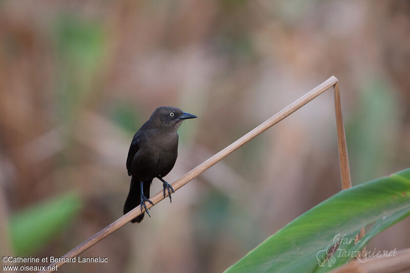 Carib Grackleadult, identification