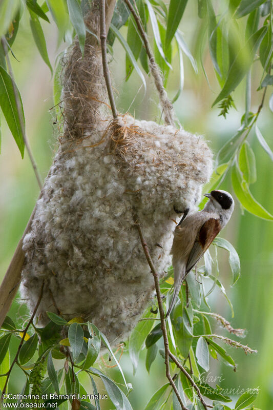 Eurasian Penduline Tit male adult, Reproduction-nesting