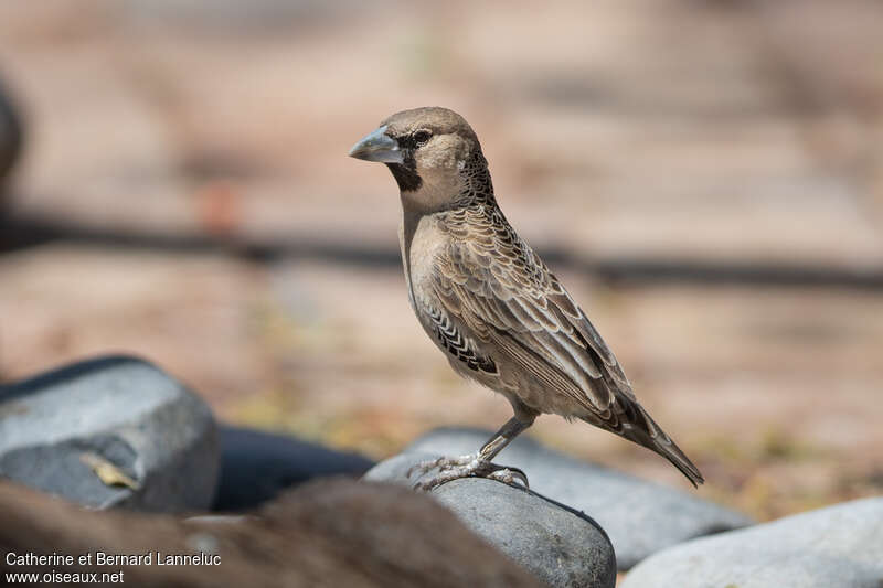 Sociable Weaveradult, identification