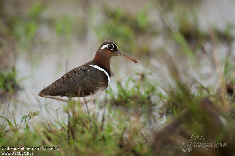 Greater Painted-snipe female adult, identification