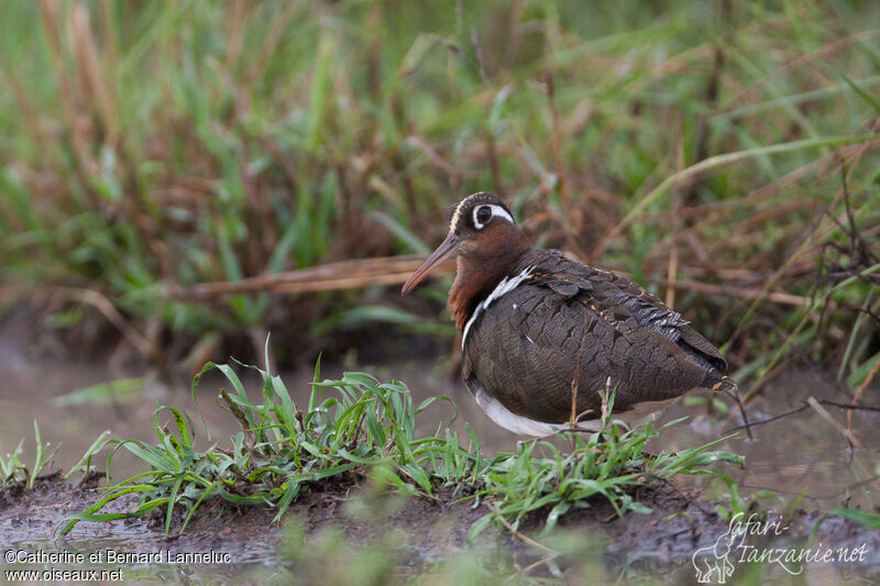 Greater Painted-snipe female adult