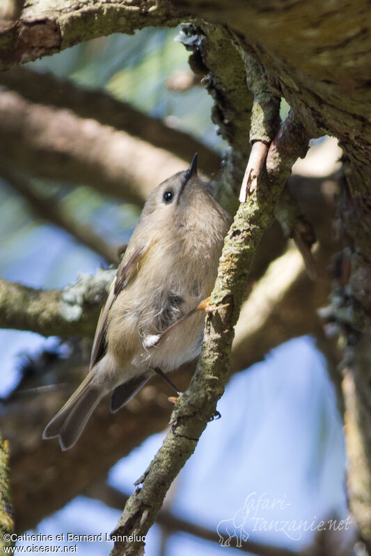 Goldcrest