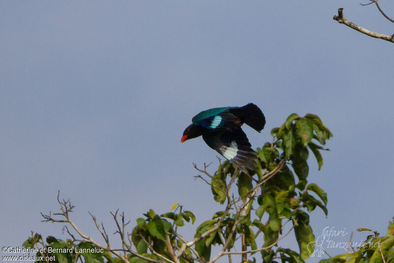 Oriental Dollarbird, Flight