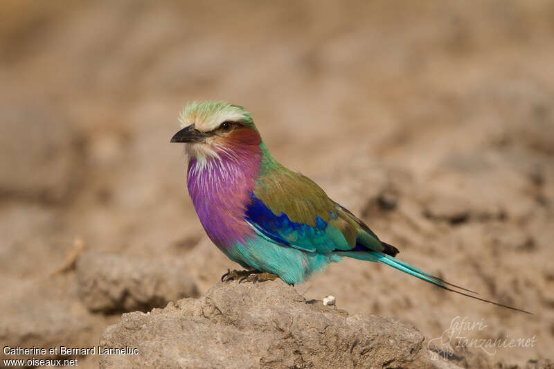 Lilac-breasted Rolleradult, identification