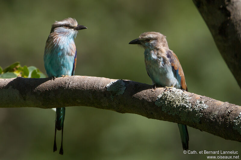 Racket-tailed Roller, Behaviour