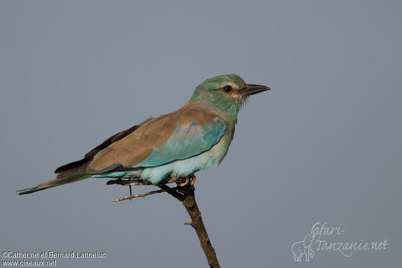 European Roller, identification