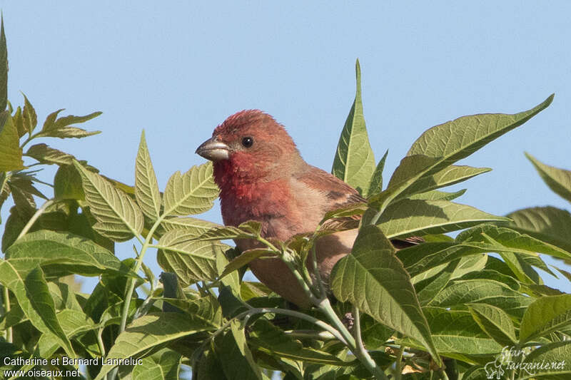 Common Rosefinch male adult, close-up portrait