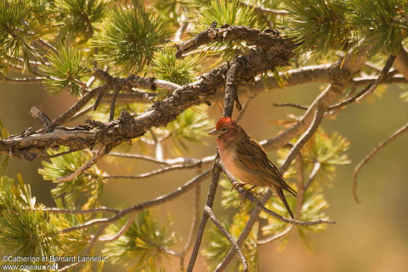 Cassin's Finch male adult, habitat