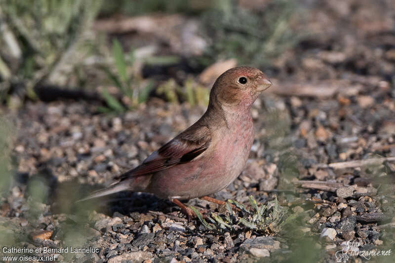 Mongolian Finch male adult breeding, identification, pigmentation