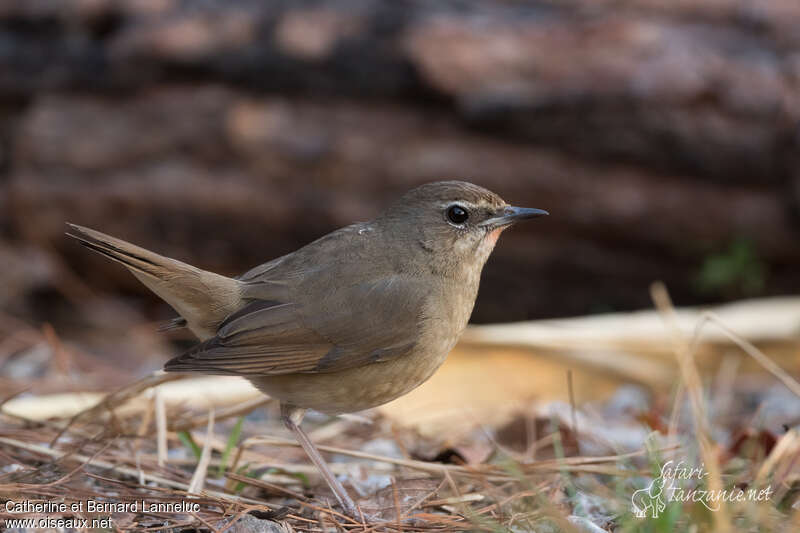 Siberian Rubythroat female adult, identification