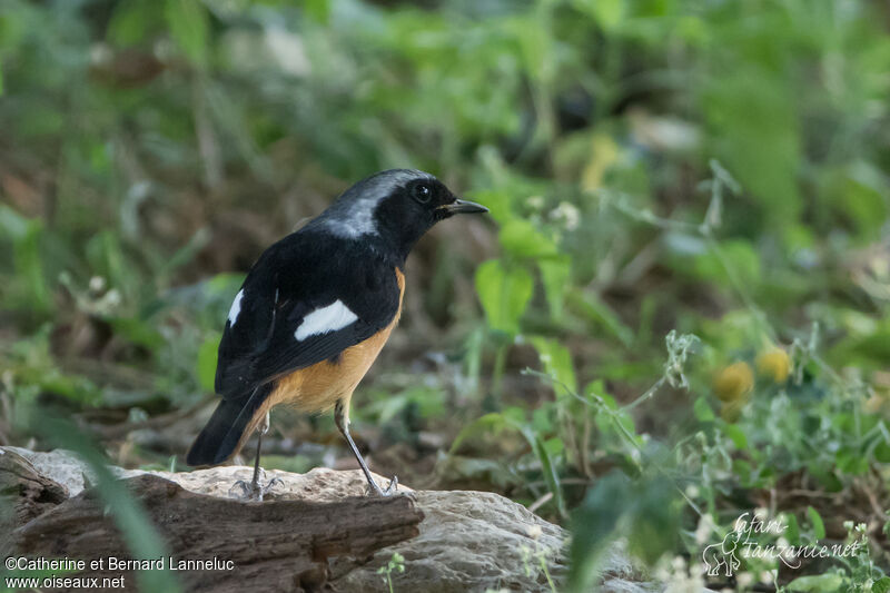 Daurian Redstart male adult, identification