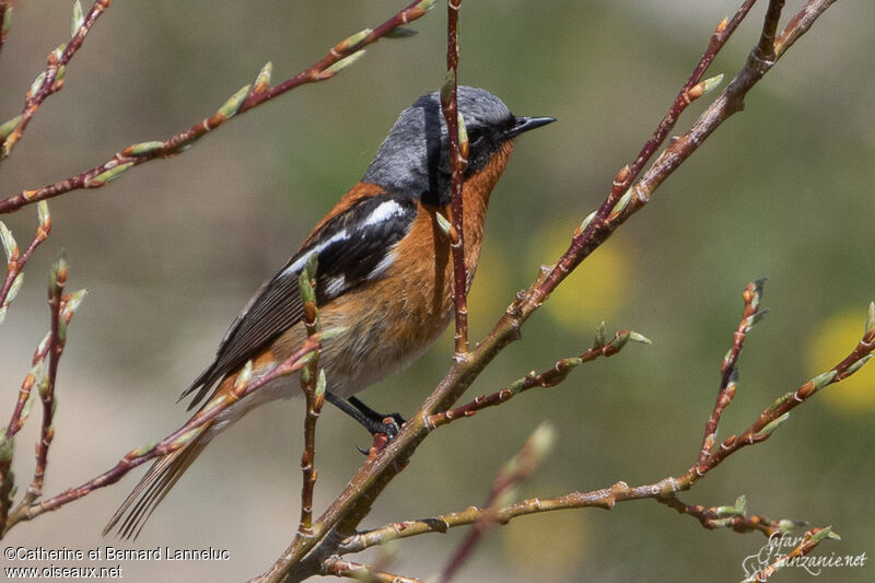 Eversmann's Redstart male adult breeding, identification