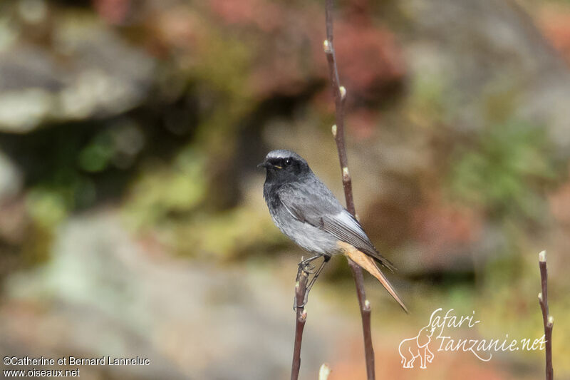 Black Redstart male