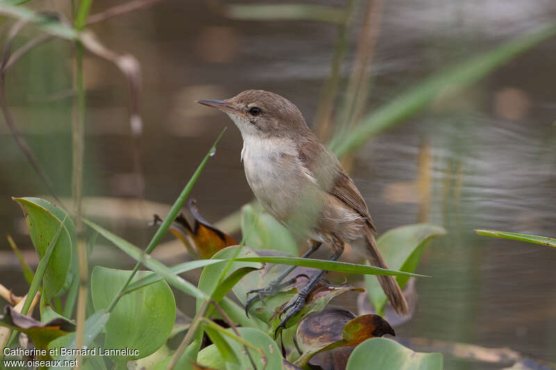 Rousserolle à bec fin1ère année, identification